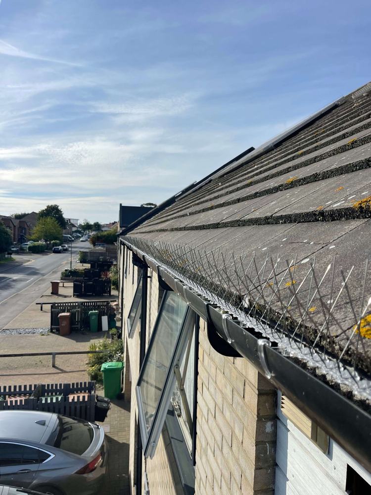 Bird spikes fitted along a roof gutter